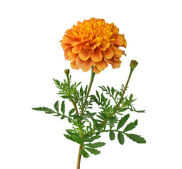Fototapeta premium Orange marigold flower bloom with bud and feathery green leaf on stem isolated on transparent background.