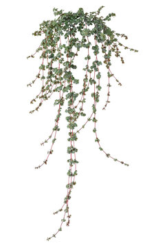 Trailing Pilea libanensis with tiny round green leaf on pink cascading stem isolated on transparent background