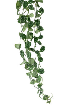 Trailing Scindapsus Pictus Argyraeus Silver Pothos vine with heart-shaped leaf featuring silver variegation isolated on transparent background