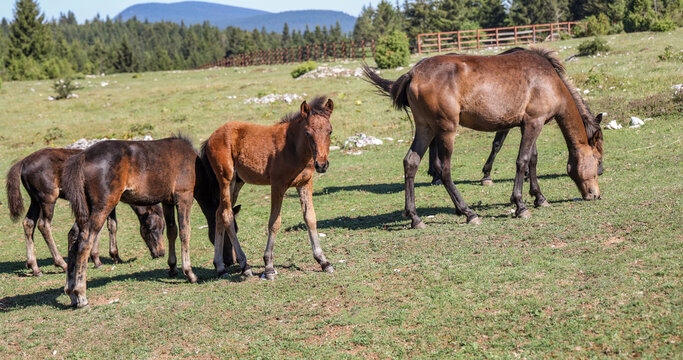 Young foal standing among adult horses grazing on a sunny mountain pasture, showing natural herd behavior and traditional rural highland life