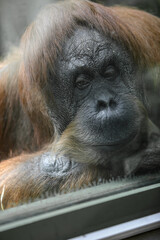 A portrait of a sad orangutan ( Pongo pygmaeus) behind glass at the zoo © IvSky