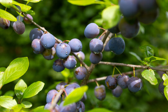 Ripe blue plums on tree branch with water drops in garden closeup