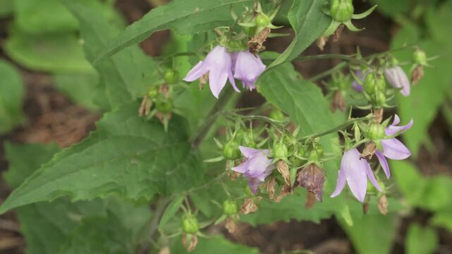 Tuberous dayflower (Commelina tuberosa) features delicate pale purple blossoms and rounded green buds in a static close-up shot. Suitable for botanical and flora projects.