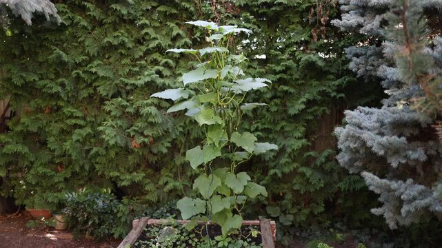Homegrown cucumber vine climbs high in a backyard garden with fresh green cucumbers among broad leaves showing vertical gardening summer harvest and organic food growing