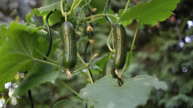 Fresh homegrown cucumbers hang from leafy garden vines showing organic vegetable farming healthy food summer harvest natural growth and sustainable gardening in a backyard