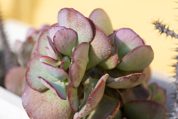 Silver Jade Plant (Crassula arborescens) with thick, round leaves of a silvery-gray hue, featuring red dots and edges © anettastar