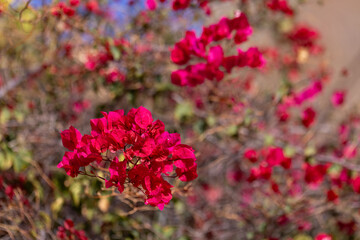 Obraz premium Vibrant Red Bougainvillea Bush in Full Bloom, background or wallpaper for your project