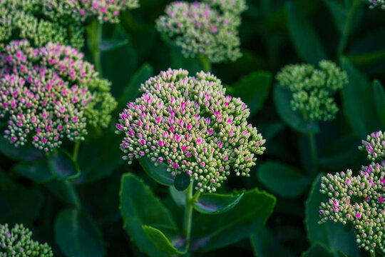 Pink and White Sedum Flower Clusters in Garden