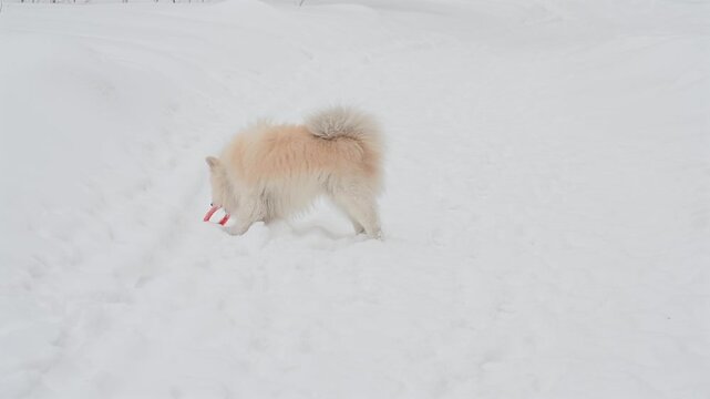 A Samoyed dog plays with a puller on a winter walk.