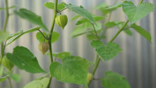 Homegrown physalis fruits develop inside delicate green husks on a leafy garden plant showing organic cultivation healthy food summer growth and sustainable gardening at home