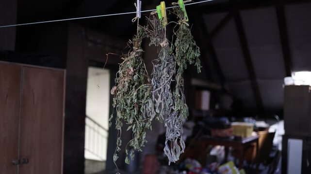Bundles of freshly harvested herbs hang from a clothesline indoors slowly drying naturally for homemade seasoning herbal tea cooking and traditional food storage purposes