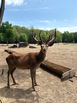Horned deer in a zoological reserve close-up