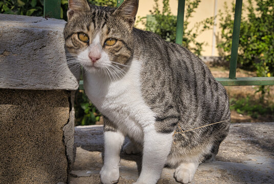 Cat in front of the Hala Sultan Tekke mosque by the salt lake in Larnaca, Cyprus.