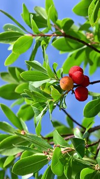 Ripe red strawberry tree fruits (Arbutus unedo) on a branch with green leaves against a blue sky