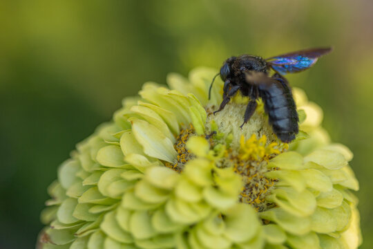 Violet carpenter bee with iridescent wings on a yellow zinnia