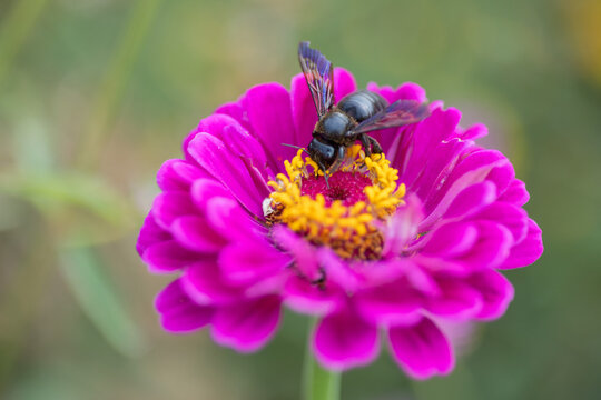 Violet carpenter bee collecting pollen on a pink zinnia flower