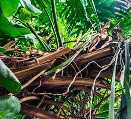 Lush tropical plants and monstera leaves in dense rainforest greenhouse © LemPro Filming Life