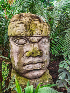 Ancient Olmec colossal stone head sculpture surrounded by dense tropical rainforest foliage