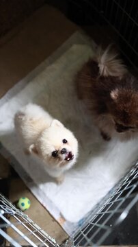 Vertical screen two tiny Pomeranian puppies stand in a playpen looking upward and eagerly asking for human attention affection and gentle petting from their beloved owner
