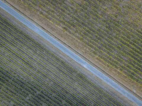 Aerial view of a vineyard with rows of vines separated by a paved road in the countryside of Puisseguin, Nouvelle-Aquitaine, France.