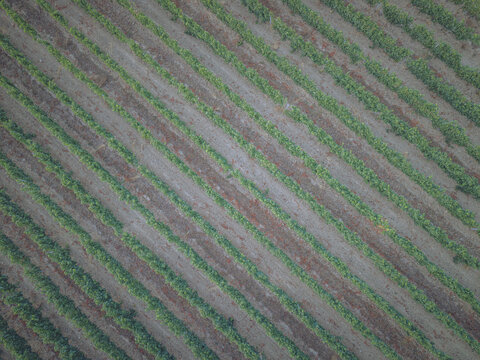 Aerial view of rows of grapevines in a vineyard with rich green foliage and brown soil in Puisseguin, Nouvelle-Aquitaine, France.