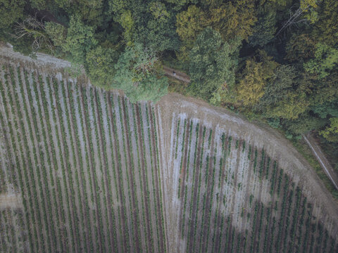Aerial view of vineyard rows bordered by a dense forest and a dirt path in Puisseguin, Nouvelle-Aquitaine, France.