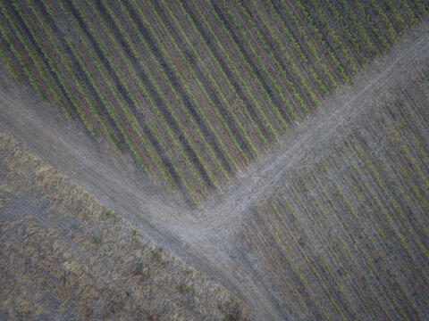 Aerial view of lush green vineyard rows separated by a dirt path in the countryside of Puisseguin, Nouvelle-Aquitaine, France.