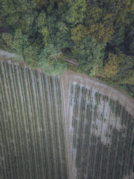 Aerial view of a vineyard bordering a dense forest in Puisseguin, Nouvelle-Aquitaine, France.
