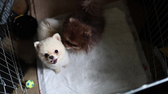 Two fluffy Pomeranian dogs look up from a pet enclosure as the white dog barks for attention while the calm brown companion watches showing eager playful canine behaviors
