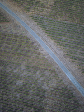 Aerial view of rows of grapevines in a vineyard divided by a narrow road in Puisseguin, Nouvelle-Aquitaine, France.