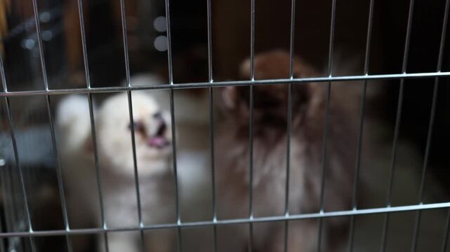 Two fluffy Pomeranian dogs sit behind metal bars while a small white puppy looks upward and barks beside a calm brown dog in an indoor pet enclosure at home together here