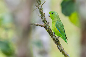 Fototapeta premium A cute Cobalt-rumped Parrolet on a branch in Brazil, South-America.