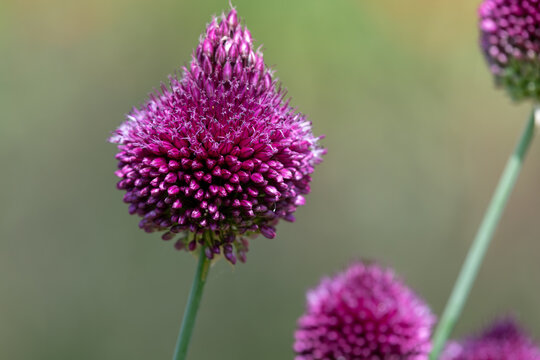Close up of a drumstick allium (allium sphaerocephalon) flower