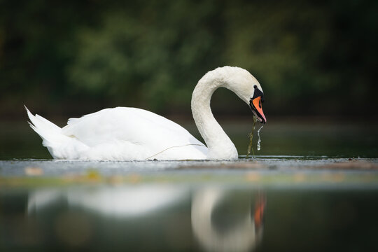 Mute swan Cygnus olor bird swimming gracefully on calm lake water