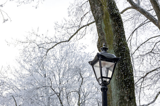 Vintage street lamp beside large tree in snow-covered winter park