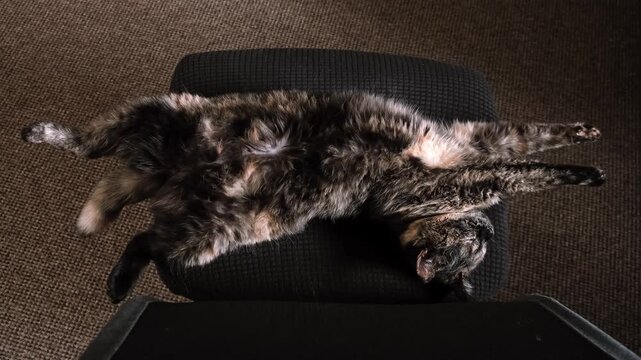 A fluffy tortoiseshell cat lies on back stretched out on a black office chair at home. Sleeping domestic pet, animal relaxation, lazy pastime. Relaxing vibe. High quality 4k footage.