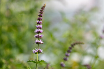 Close up of garden mint (mentha spicata) flowers in bloom © tom