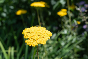 Fernleaf yarrow (achilea filipendulina) flowers in bloom © tom