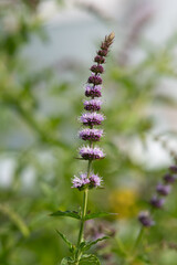 Close up of garden mint (mentha spicata) flowers in bloom © tom