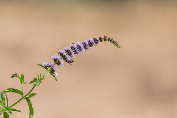 Close up of garden mint (mentha spicata) flowers in bloom © tom