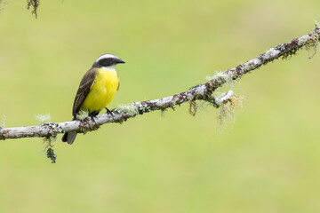 Fototapeta premium A Social Flycatcher looking to the right on a branch in Brazil, South-America.