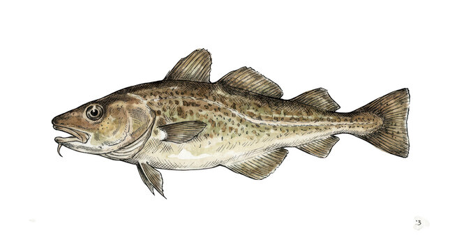 Atlantic cod fish illustration isolated on transparent background