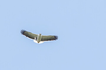 Obraz premium A Mantled Hawk soars in the blue sky towards you in Brazil, South America.