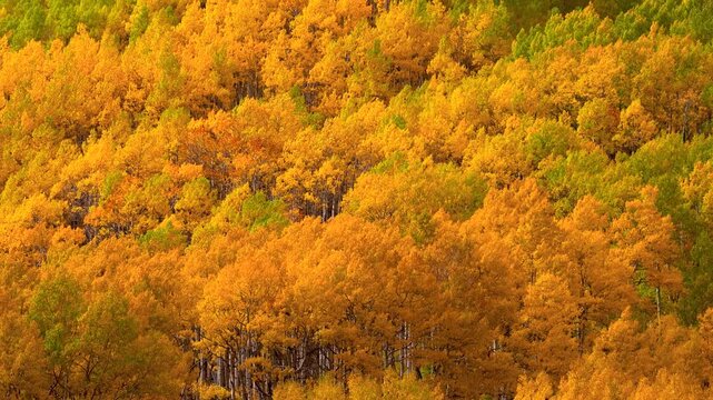 Golden aspen trees in a vibrant autumn forest in Colorado