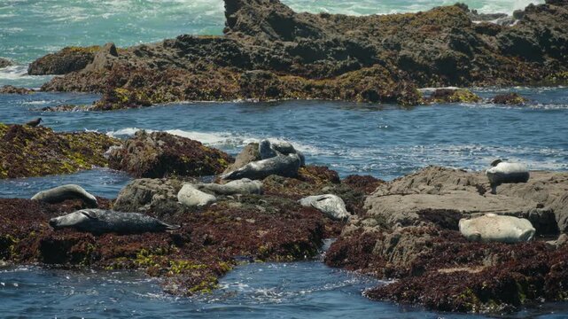 Harbor seals resting on rocky coastal shore with seaweed