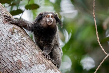 A Black-tufted Marmoset on a tree trunk in Brazil, South-America. © Rob