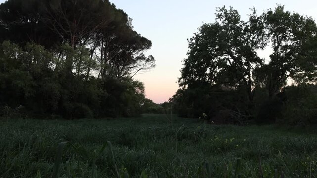Scenic nature path through trees at sunset