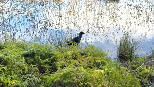 Footage of an Australasian Swamphen foraging for food along the shoreline of Wentworth Falls Lake near the town of Wentworth Falls in the Blue Mountains in New South Wales, Australia