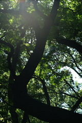 Fototapeta premium Sunlight filtering through trees in Central Park New York City