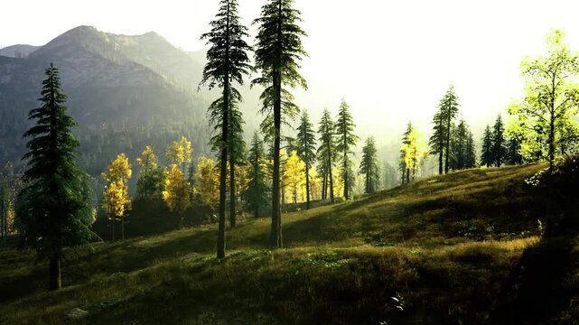 Quiet forest slope in morning haze, soft golden highlights on leaves, textured ground cover and slender pines forming vertical rhythm, contemplative scene